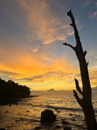 a tree on the beach with a sunset in the background at Lazy Bones in Koh Rong Sanloem