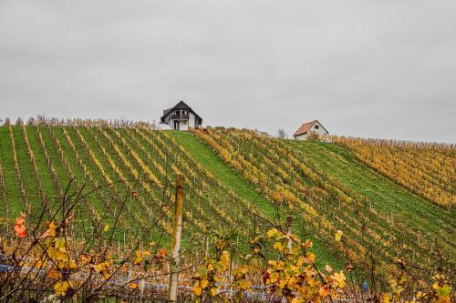 a vineyard with two barns on a hill at Apartment Trta with Vineyard View in Bistrica ob Sotli
