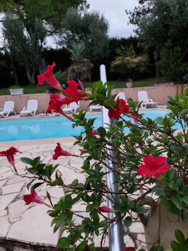 a plant with red flowers in front of a pool at Villa Bruyere in Antibes