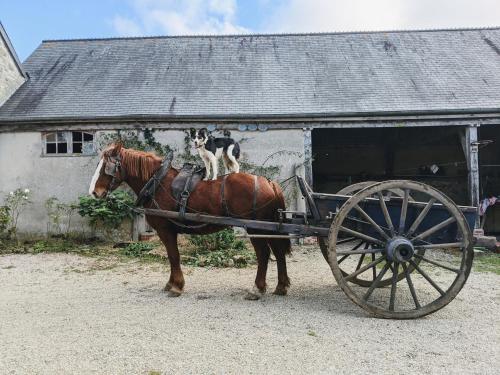 a dog sitting on top of a horse drawn carriage at Chambre Du Coq à la Ferme de Franqueville in Sainte-Marie-du-Mont