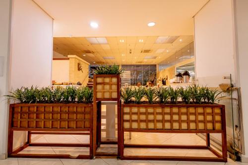 two potted plants on display in a store at Hotel San Gabriel in Sao Paulo