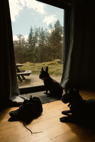 two dogs laying on the floor in front of a window at Our Log House in the woods in Balnald
