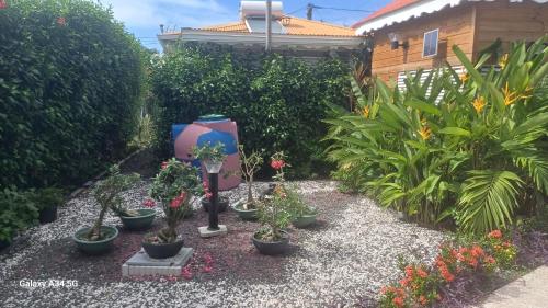 a garden with potted plants in a yard at Gîtes Capra Pomme Surette piscine et spa in Bouillante