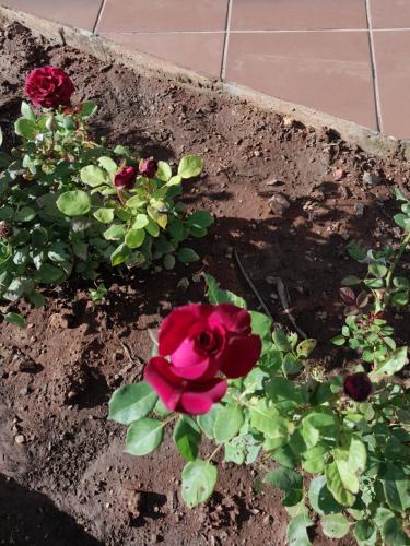 a red rose is growing in a flower garden at The Cradle's Rest Guest House in Krugersdorp