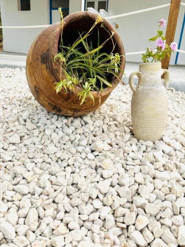 two plants and a vase sitting on a rock ground at Terrazza Vitaloca in Scopello
