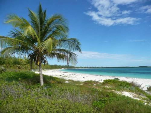 a palm tree on a beach near the water at Wonderful Winding Bay in Tarpum Bay