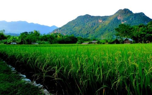 a field of green grass with mountains in the background at Mai Chau Sunset Boutique Hotel in Mai Chau