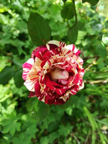 a red and brown flower with green leaves at La Suite Richarvilloise in Richarville