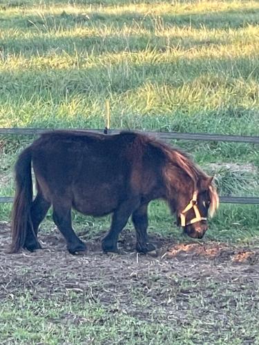 a brown horse grazing in a field next to a fence at Cabane Pod1 in Domfront-en-Champagne