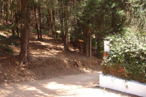 a path in the woods with a hedge and trees at The Red House in Ooty