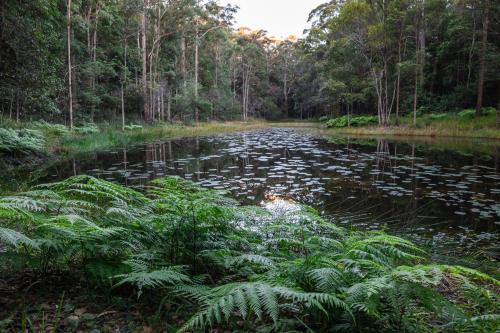a pond with lilies in the middle of a forest at Krishna Farm Retreat in Coolabine