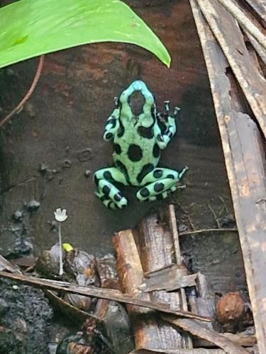 アパートメントの敷地内または近くにいる動物