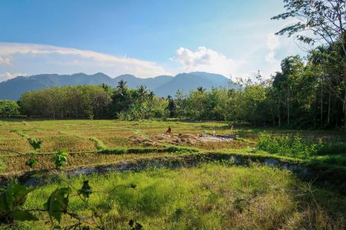 a field of grass with mountains in the background at Green Travelodge Bukit Lawang in Bukit Lawang