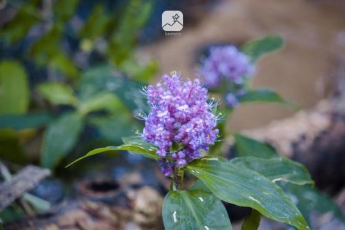 a close up of a purple flower on a plant at Baan Saket Dao, Ban Saket Dao, Doi Saket, Chiang Mai in Doi Saket