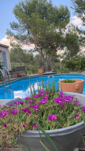 - un pot de fleurs à côté de la piscine dans l'établissement Villa en bordure de colline*piscine*clim*netflix, à Les Matelles
