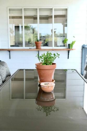 a potted plant sitting on top of a table at 87 on Crescent in Gympie