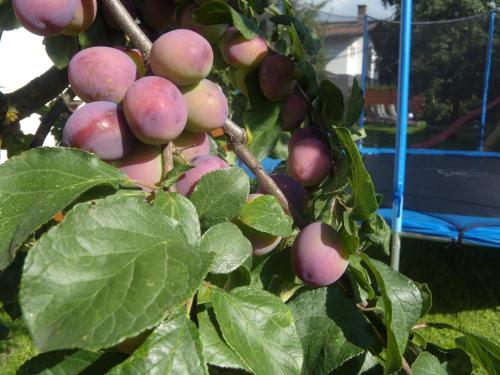 a bunch of fruit hanging from a tree at Appartements Schweiberer in Ried im Zillertal