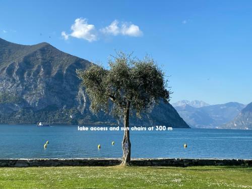 a tree in the grass next to a body of water at Holiday home Punta D'Oro with garden, parking place and lake access at 300 m in Iseo