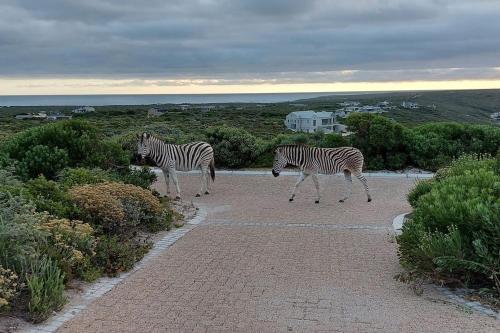 two zebras are walking on a brick walkway at Luxury Beach House in Romansbaai Estate in Gansbaai