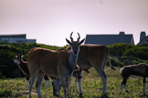 a group of animals standing in a field at Luxury Beach House in Romansbaai Estate in Gansbaai