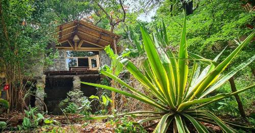 a small house in the middle of a forest at Butterfly Space- A Non-Profit Eco-Lodge in Nkhata Bay