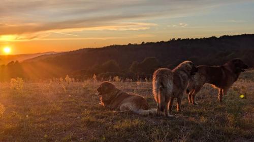 a group of cows standing in a field at sunset at Chambres d'hôtes à Pêtre in Entrevennes