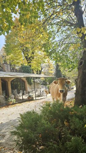 a cow standing under a tree next to a house at Castello di Baccaresca in Branca