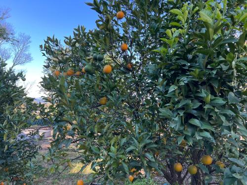 Jardín al aire libre en Little Bir