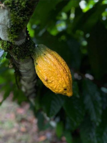 a yellow leaf hanging from a tree branch at Río Celeste, Cacahua Lodge in Rio Celeste