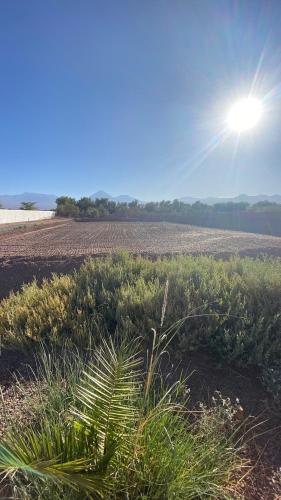 a field of plants with the sun in the sky at Cabañas Voyage Atacama in San Pedro de Atacama