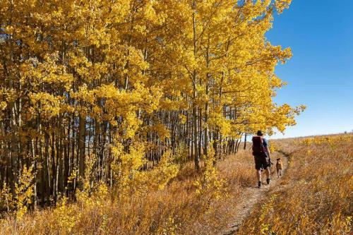 a man and a dog walking down a trail with trees at Poolside Bliss w Rocky MTN & Tower Views - FREE Banff Pass, Outdoor Pool, Parking, Gym, & Wine! in Calgary