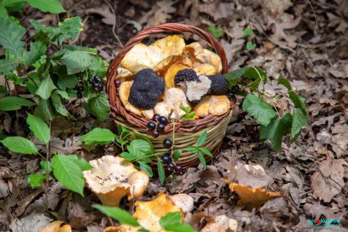 a basket of food sitting on the ground at Agriturismo Terra e Sapori in Campodipietra
