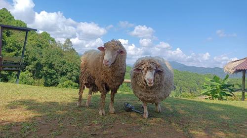 two sheep standing next to each other on a field at ไร่นิธิสุนทร nithisoonthon farmstay in Mae Hong Son