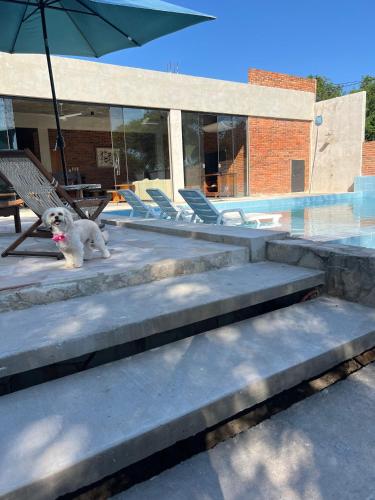 a dog sitting on the steps next to a pool at Casa de verano en San Bernardino in San Bernardino