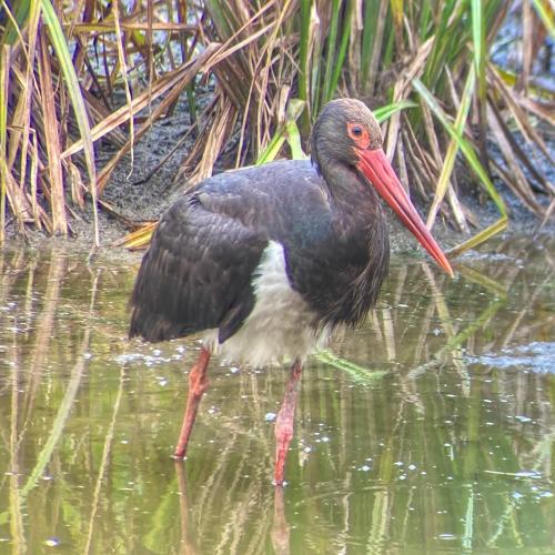 a black bird with a red beak standing in the water at Chez Marie in Drosnay