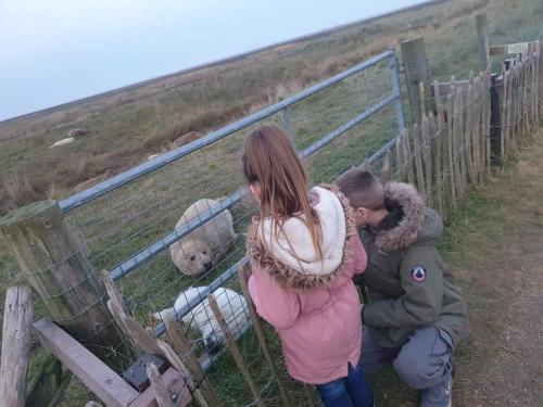 a boy and a girl looking at sheep in a fence at Coastal Annex at Saltfleet in Louth