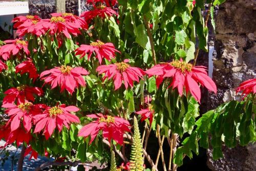 a group of red flowers in front of a wall at Ciza e Rose in Portela