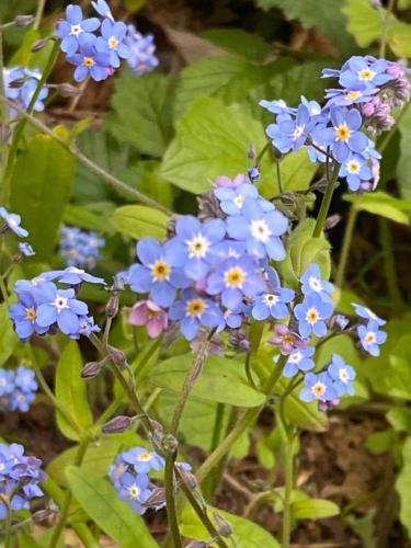 a bunch of blue flowers on a plant at Peaceful Jungle Villa Conga - Pool & Parking for 2 persons in Puerto Viejo
