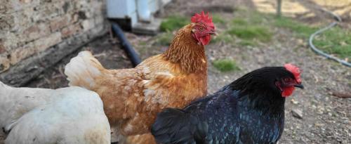 two chickens are standing next to each other at Ribbonwood Bed & Breakfast, Emu Park Qld in Emu Park