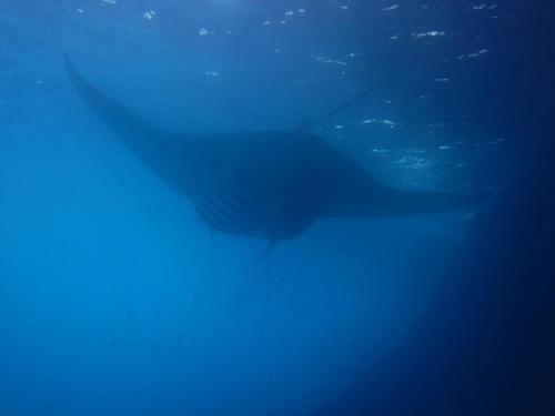 a whale shark swimming under the water in the ocean at Dinatah Lembongan Villas in Nusa Lembongan