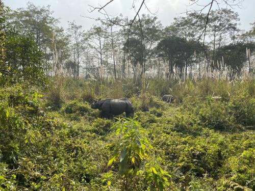 a rhino walking through a field of grass at Hotel Safari Suite in Sauraha