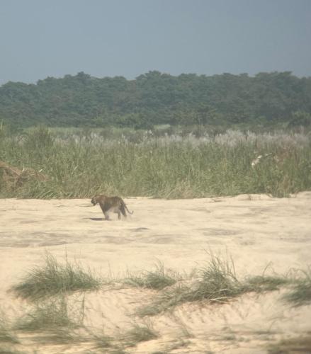 a monkey walking in the sand in a field at Hotel Safari Suite in Sauraha