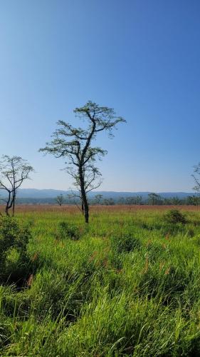 a tree in the middle of a field of grass at Hotel Safari Suite in Sauraha