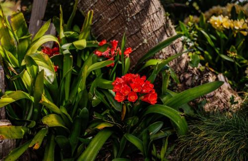 a group of red flowers in front of a tree at The Green House - Bay of Islands Holiday Home in Kaeo