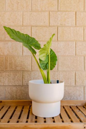 a plant in a white pot sitting on a table at Albany Bayside by the BnB Collection in Albany