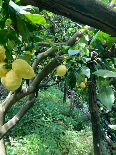 Jardin de l'établissement Suite I Limoni