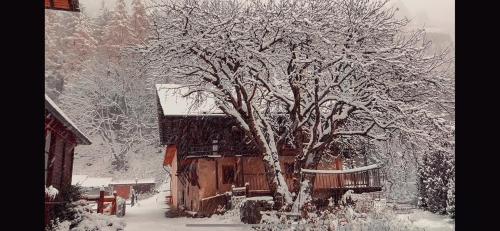 a snow covered tree in front of a cabin at Casalpina Cozy chalet in Gressoney-la-Trinité