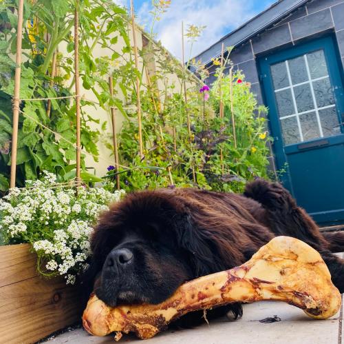 a dog laying on the ground with a bone in its mouth at Fortwilliam Farm T12DNN2 in Cork