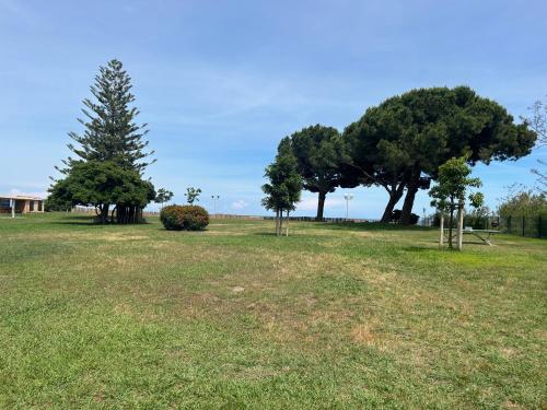 deux arbres dans un champ à herbe verte dans l'établissement Studio meublé bord de mer, à Santa-Lucia-di-Moriani