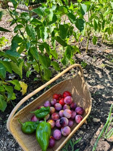 a basket of fruits and vegetables on the ground at Mountain View Villa - Heated Big Pool-Quinta da BellaVista in Santarém